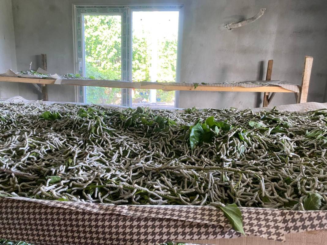 Köyceğiz’de Bir Dut Yaprağından Dünyanın En Değerli Kumaşına: İpek Böceğinin Mucize Yolculuğu 7